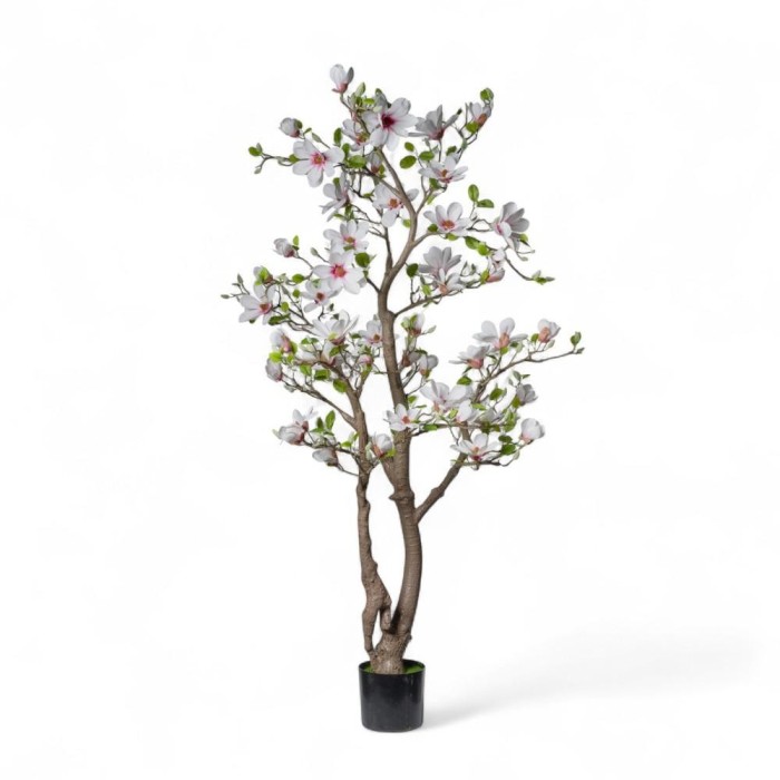 PIANTA MAGNOLIA 180CM C50FIOR